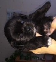 CHIOT